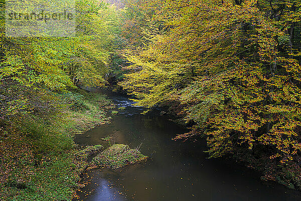 Fluss Kamenice umgeben von buntem Wald im Herbst  Nationalpark Böhmische Schweiz  Hrensko  Bezirk Decin  Region Usti nad Labem  Tschechische Republik
