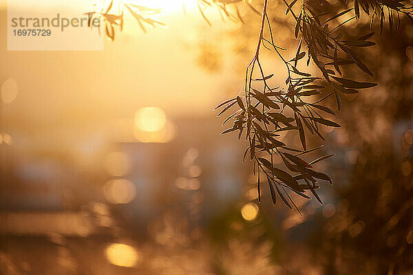 Schöner Olivenbaumzweig bei Sonnenuntergang. Hintergrund