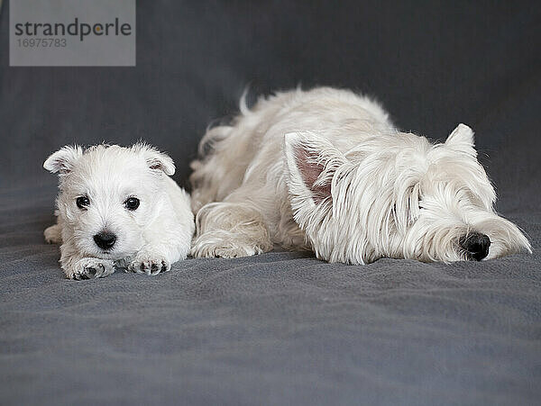 Mutter und Welpe West Highland White Terrier