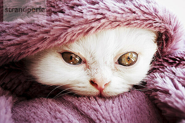 Flauschige weiße Katze in rosa Decke eingewickelt