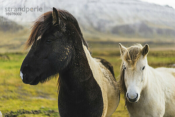 Islandpferde auf einem Feld bei Akranes