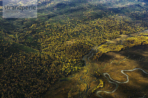 Luftaufnahme von Flüssen und Gelbbirken in Alaska