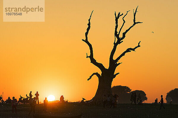 Menschen  die bei Sonnenuntergang um einen kahlen Baum herumgehen  Amarapura  Myanmar