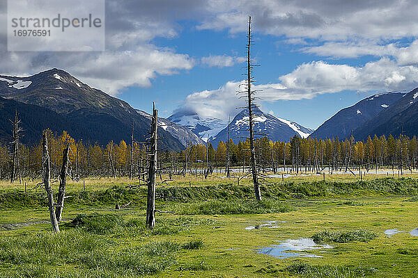 Alaska Wildlife Conservation Center  Portage  Innenstadt von Anchorage  Anchorage  Southcentral Alaska  Alaska  USA