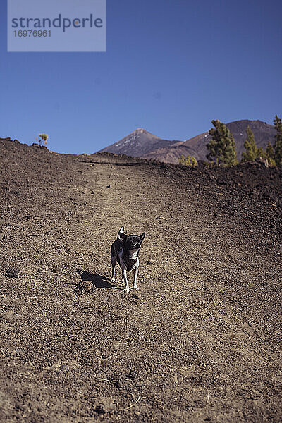 Niedlicher kleiner Abenteuer-Chihuahua-Hund steht allein auf einem Bergpfad i