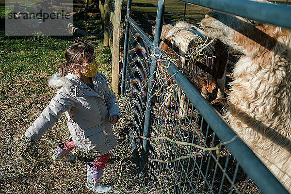 Junges Kind Mädchen füttert Bauernhoftiere Pony und Alpaka