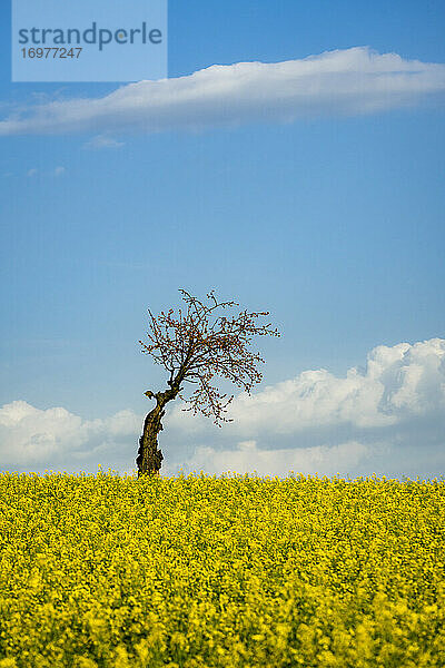 Idyllischer Blick auf einen einsamen Baum inmitten von Rapsfeldern bei Kyjov  Bezirk Hodonin  Südmährische Region  Mähren  Tschechische Republik