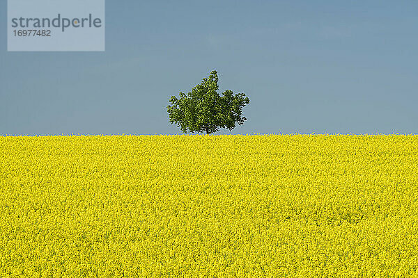 Idyllischer Blick auf einen einsamen Baum in einem Rapsfeld vor blauem Himmel in der Nähe von Kyjov  Bezirk Hodonin  Südmährische Region  Mähren  Tschechische Republik