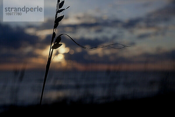 Strand Gras in Silhouette mit Sonnenuntergang im Hintergrund