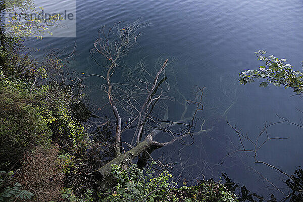 Ein umgestürzter Baum liegt in einem kristallklaren See