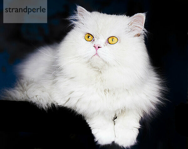 Schöne flauschige weiße Katze mit gelben Augen entspannt