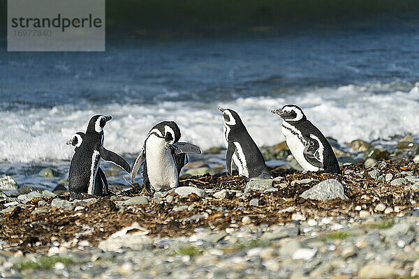 Magellanpinguine am Meeresufer  Isla Magdalena  Naturmonument Los Pinguinos  Punta Arenas  Patagonien  Chile