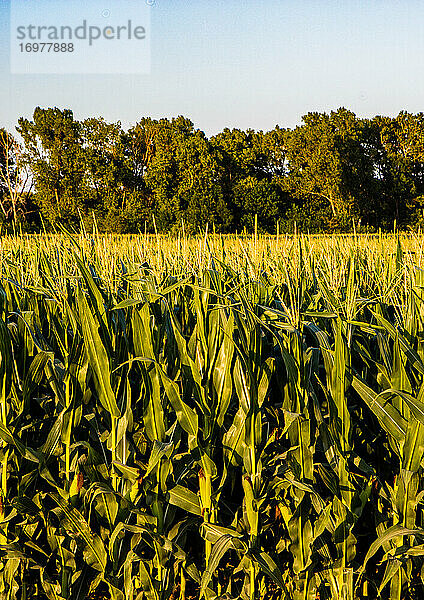 Maisanbau in Kansas auf einer Farm