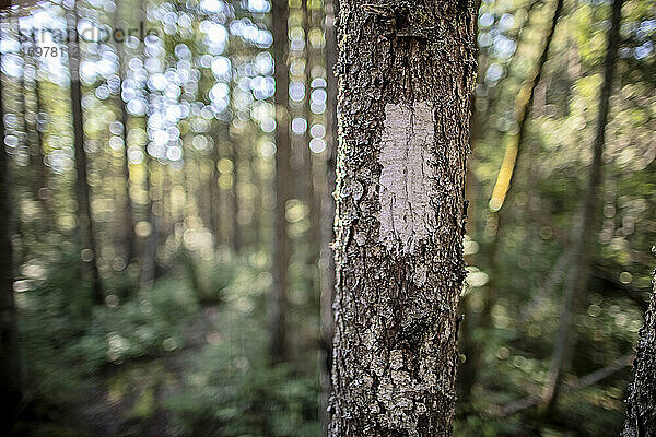 Nahaufnahme einer Wegmarkierung mit weißer Farbe an einem Baum  Appalachian Trail  Maine