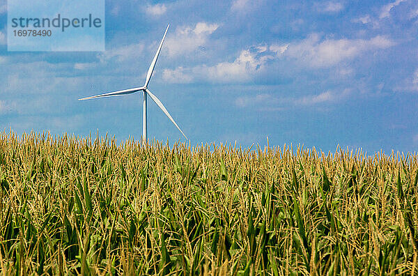 Maisfelder in Nebraska mit Windkraftanlage