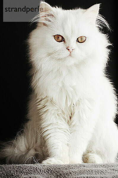 Porträt einer flauschigen weißen Katze in voller Länge