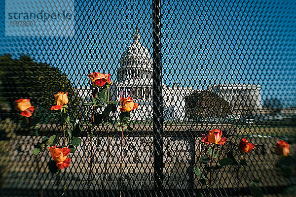Blumen am Zaun zum Schutz des US-Kapitols nach den Ausschreitungen vom 6. Januar