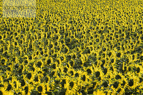 Frische Sonnenblumen auf einem Feld  Bezirk Hodonin  Südmährische Region  Mähren  Tschechische Republik