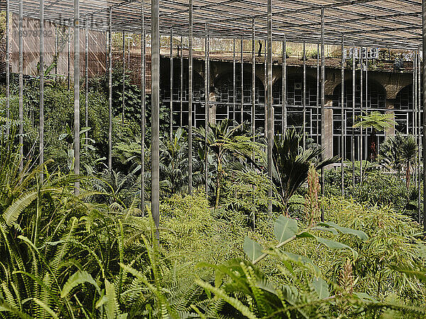 Baumkronen in den Botanischen Gärten von Estufa Fria