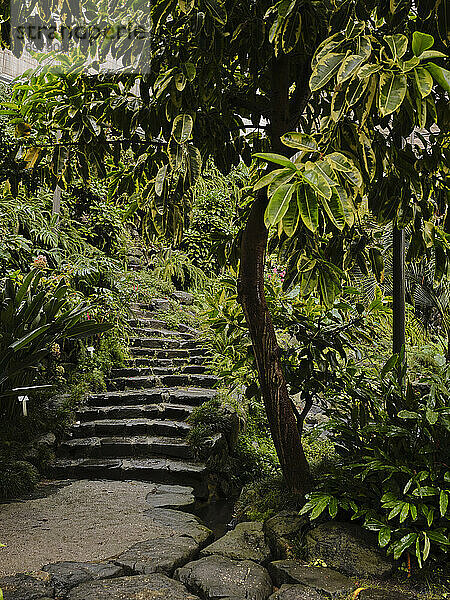 Stufen im Botanischen Garten von Estufa Fria