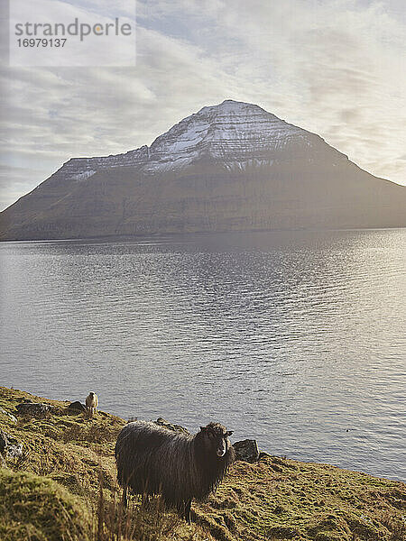 Schaf mit Blick auf die Kamera in der Nähe einer Bucht auf den Färöer Inseln