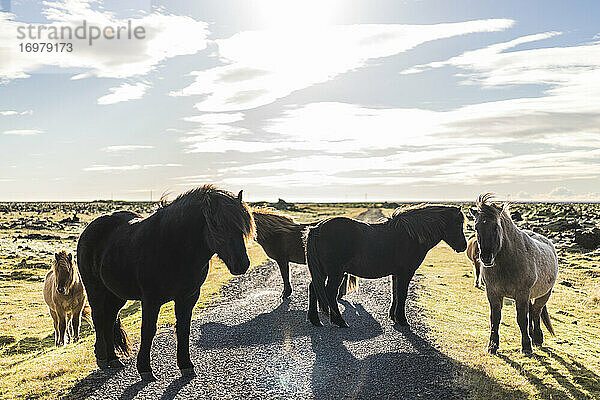 Islandpferde auf dem Feld an der Straße