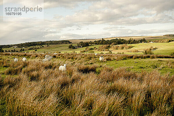 Schafe in der englischen Landschaft bei Sonnenuntergang