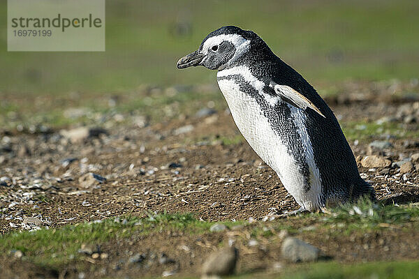 Nahaufnahme eines Magellanpinguins auf der Insel Magdalena  Los Pinguinos Natural Monument  Punta Arenas  Patagonien  Chile