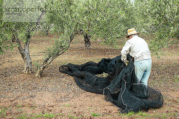 Alter Bauer mit Strohhut auf dem Feld bei der Olivenernte mit einem Netz.