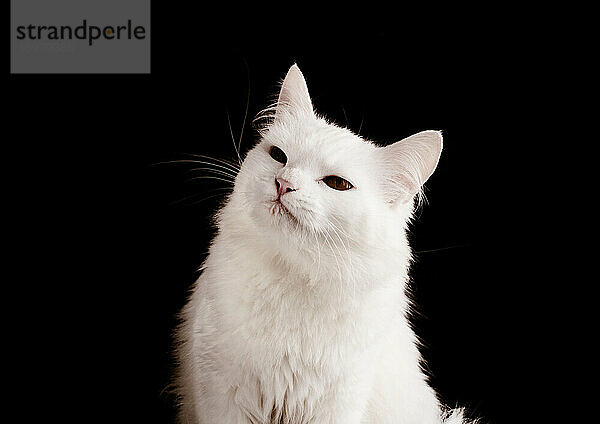 Schöne weiße Katze mit kritischem Blick