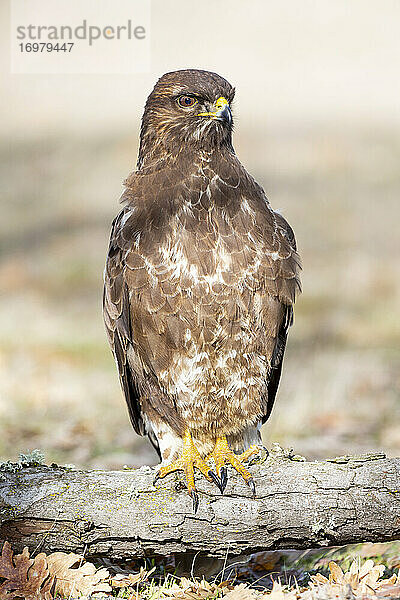 Selektiver Fokus des Mäusebussards (Buteo buteo) auf einem Eichenstamm vor einem unscharfen Hintergrund. Spanien