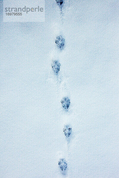 Fußabdrücke von Fuchspfoten im Schnee
