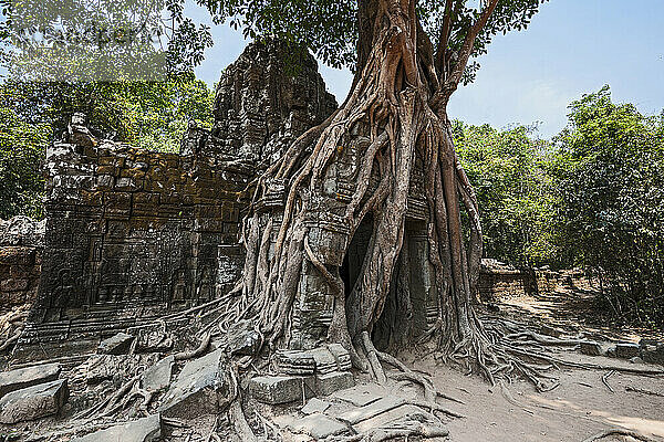 Baum  der über einem Tor in den antiken Ruinen von Angkor Wat wächst