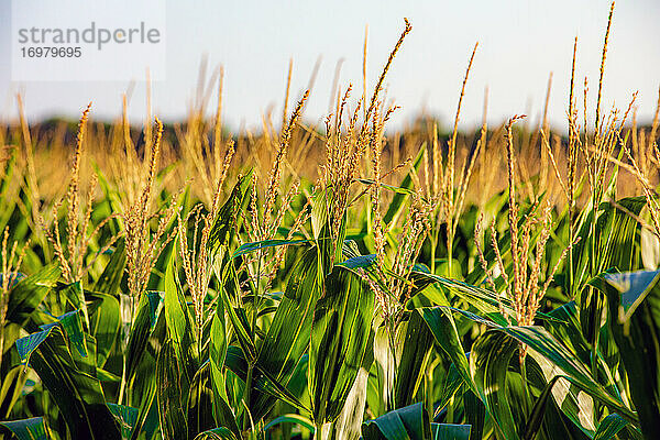 Maisanbau im ländlichen Kansas