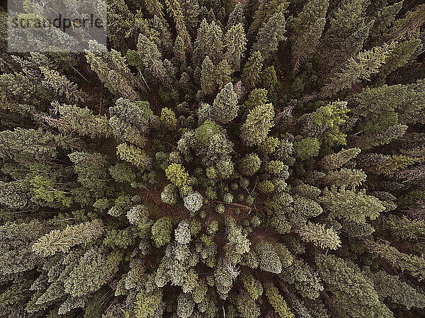 Drohnenansicht von Bäumen im San Juan National Forest im Süden Colorados.