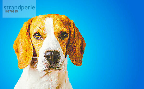 Nahaufnahme eines Beagle-Hundes  Porträt  vor blauem Hintergrund. Kopierbereich rechts