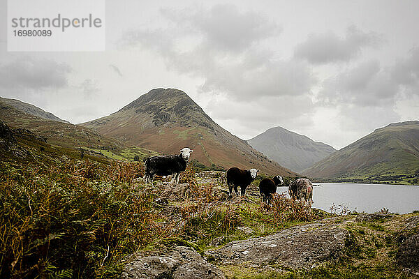 Eine Gruppe von Schafen schaut in eine Kamera im Lake District National P