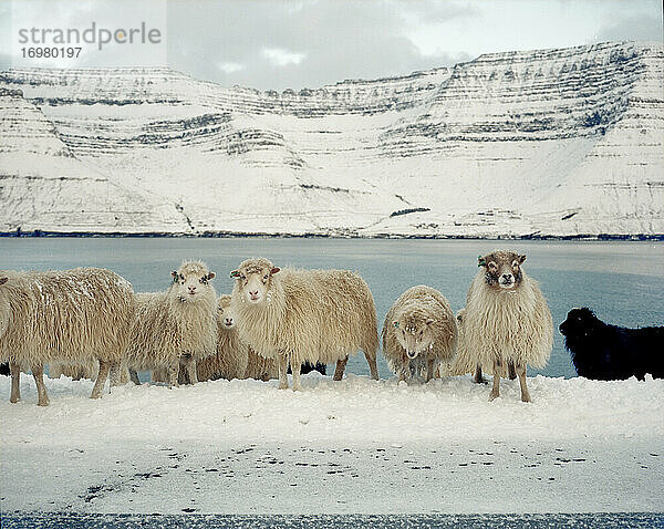 Gruppe von Schafen auf verschneiter Straße mit Blick in die Kamera auf den Färöer Inseln