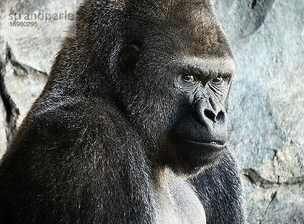 Erwachsener Silberrücken-Gorilla schaut in die Kamera