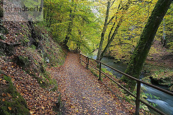 Wanderweg entlang des Flusses Kamenice  umgeben von buntem Wald im Herbst  Nationalpark Böhmische Schweiz  Hrensko  Bezirk Decin  Region Usti nad Labem  Tschechische Republik