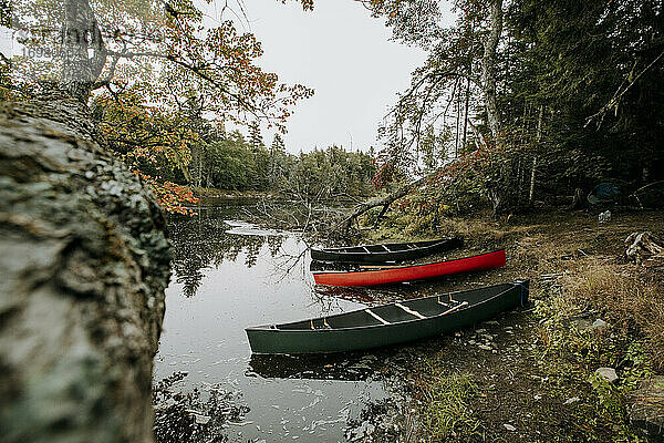 Drei Kanus sitzen am bewaldeten Ufer des Saint Croix River  Maine und Kanada