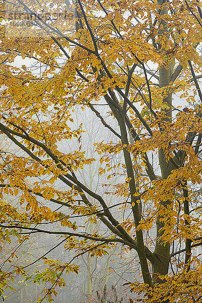 Detailaufnahme von Zweigen eines Baumes mit gelben Blättern im Herbst an einem nebligen Morgen  Mittelböhmische Region  Tschechische Republik