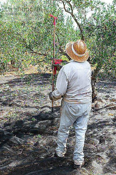 Landwirt bei der Olivenernte mit einem langen Rechen und einem Netz  um Oliven zu pflücken.