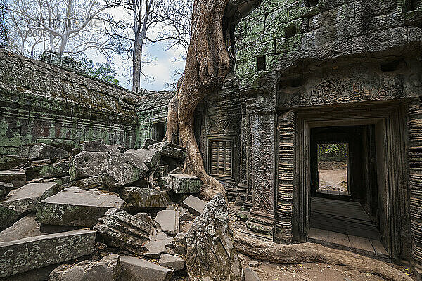 Baum  der über einem Tempel in den alten Ruinen von Angkor Wat wächst