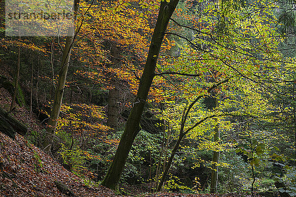 Bäume im Wald im Herbst  Nationalpark Böhmische Schweiz  Hrensko  Bezirk Decin  Region Usti nad Labem  Tschechische Republik