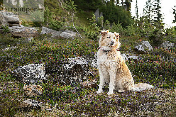 Fluffy Dog On Alert In The Backcountry mit Rocks und Heather