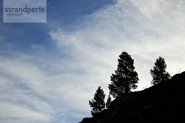 Silhouette einer Baumgruppe im Izas-Tal  Canfranc-Tal in den Pyrenäen  Spanien.