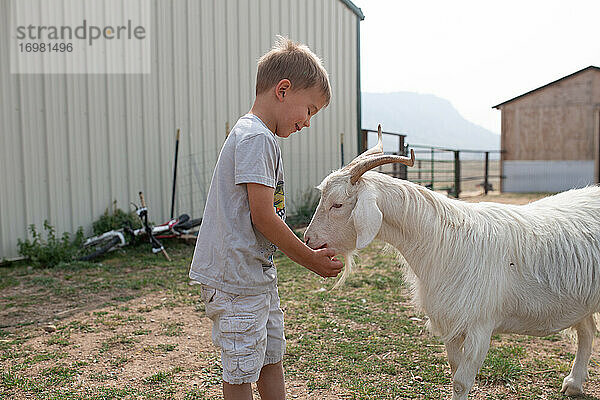 Kleiner Junge füttert weiße Ziege auf dem Bauernhof