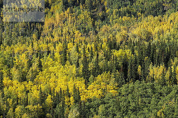 Landschaftliche Ansicht des Waldes bei Cooper Landing im Herbst  Kenai  Alaska  USA
