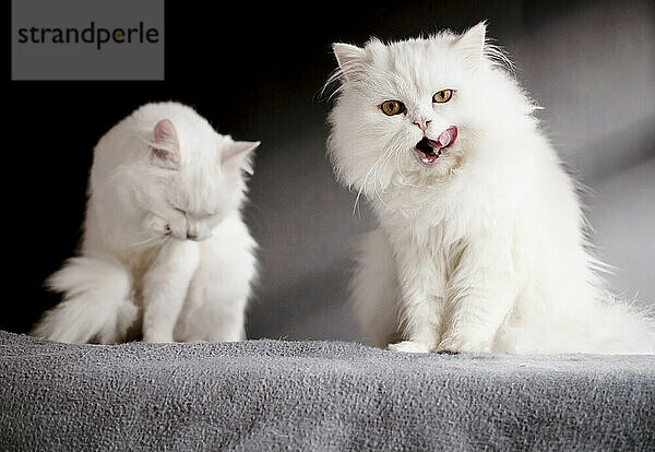 Zwei weiße Katzen stehen auf einer Decke  eine leckt sich das Maul